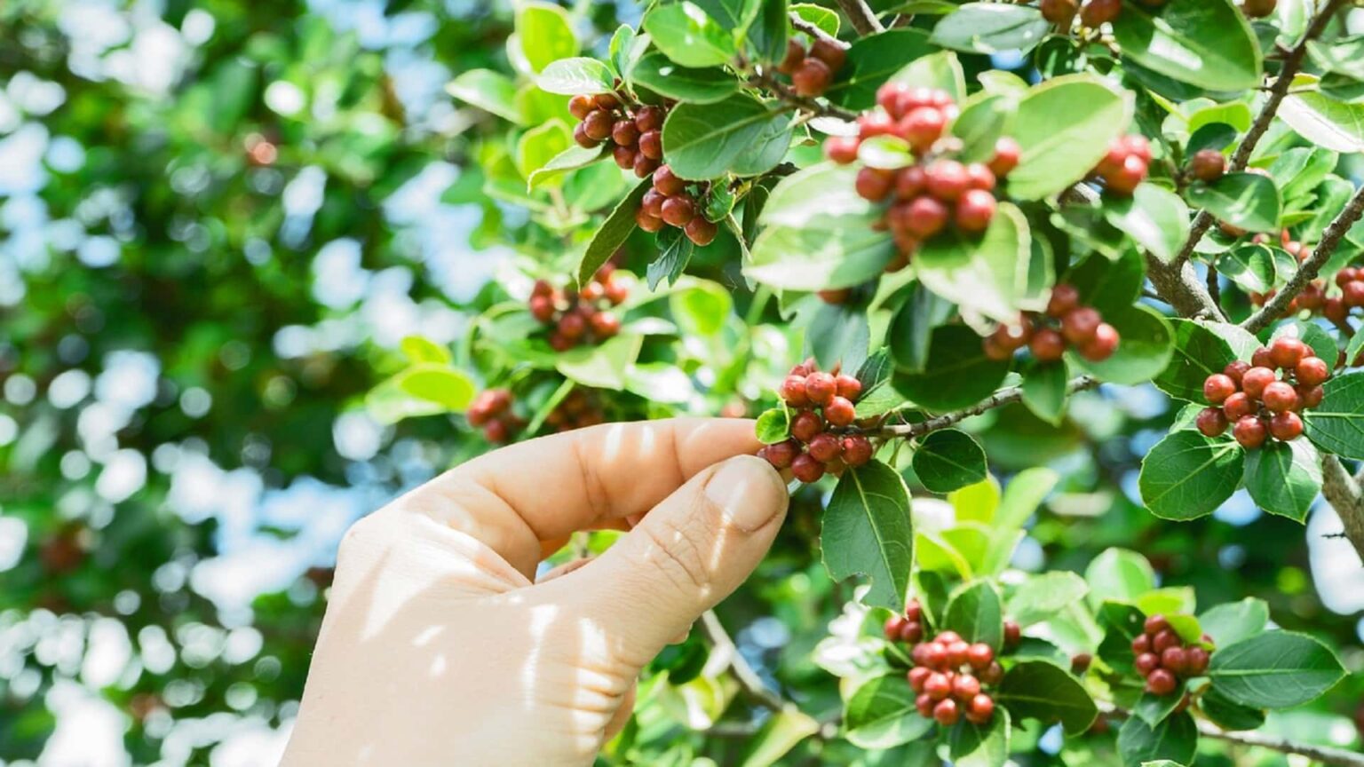 Where Do Coffee Beans Come From? (Coffee 101!)