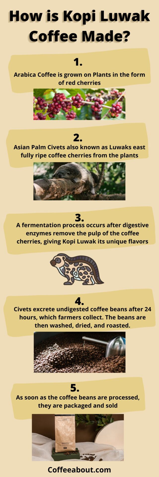 What Is Kopi Luwak Coffee? (Why Is It So Expensive!)