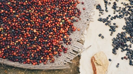 Dry Coffee Processing