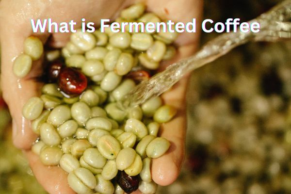 Fermented Coffee (What Is It And Why Is It Special?)