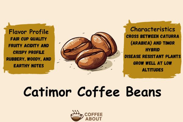 Catimor Coffee Variety All You Need To Know