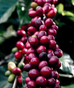 Catimor Coffee Variety (All You Need To Know!)