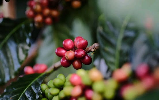 Catuai Coffee Variety (All You Need To Know!)