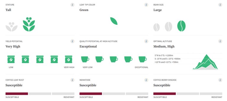 SL 28 And SL 34 Coffee Varieties: Guide To Two Kenyan Icons!