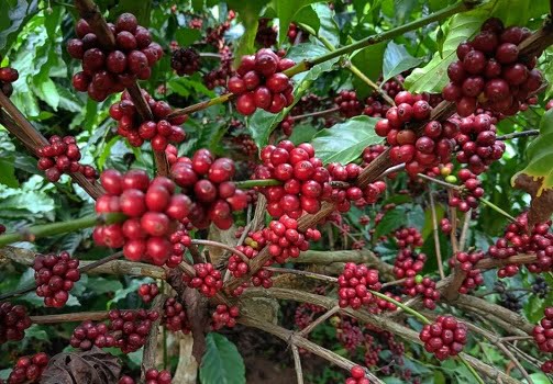 Typica Coffee Beans (ultimate Guide To Arabica Variety!)