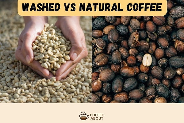 Washed vs Natural Coffee Process