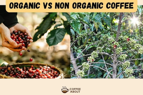 orgnaic vs regular coffee