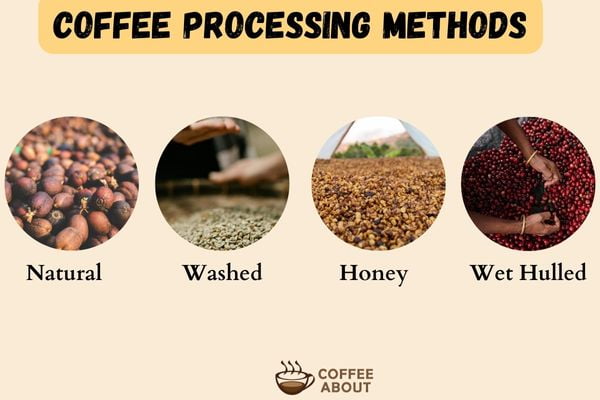 4 Coffee processing Methods