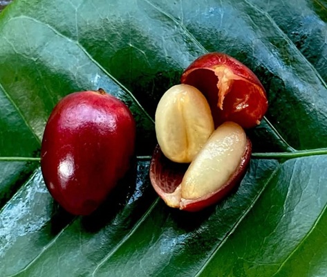 Cascara Coffee Cherry Tea