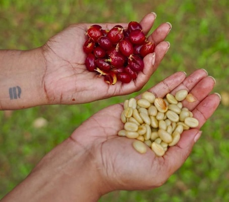 Cascara Husk