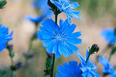 Chicory Plant