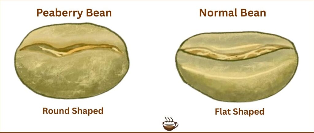 Peaberry Coffee