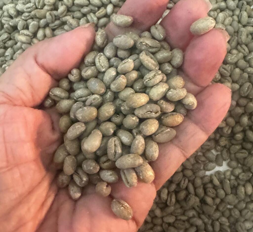 Peaberry Coffee Processing