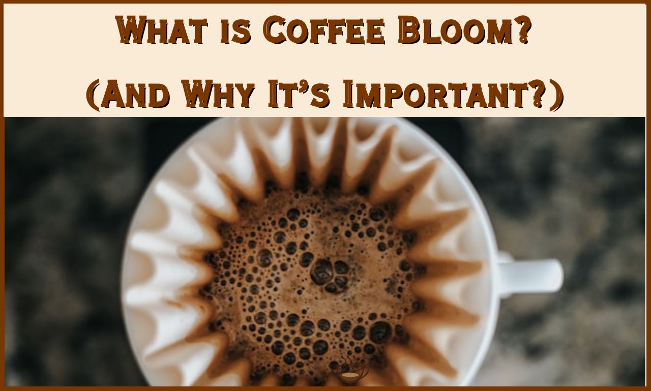 What is Coffee Bloom